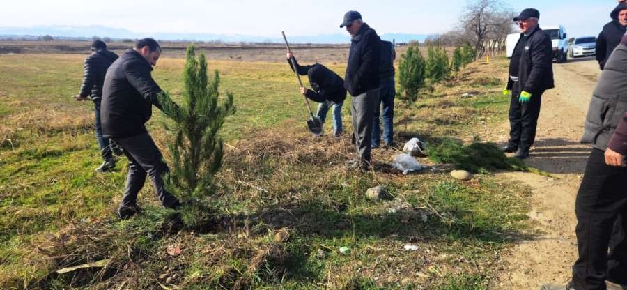 Goranboyda ağacəkmə aksiyası keçirildi - FOTOLAR